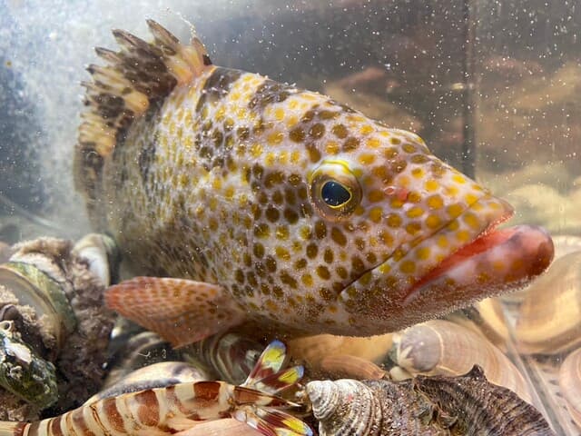 Takayoshi no Sushi